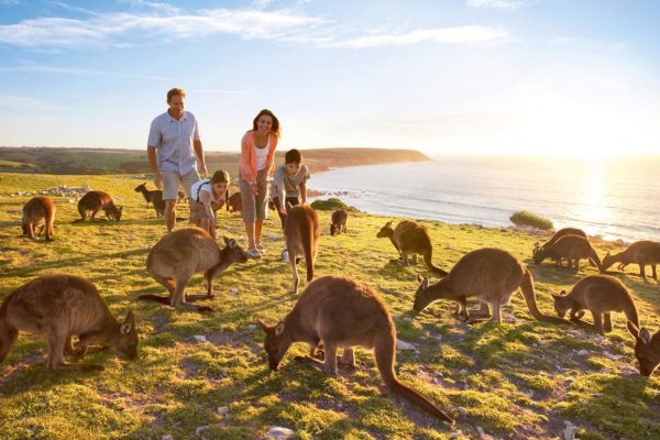 Familly Playing With Kangaroos