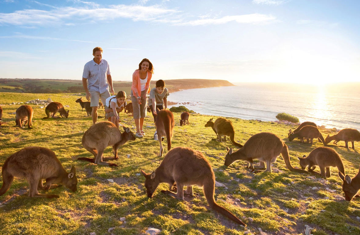 Familly Playing With Kangaroos