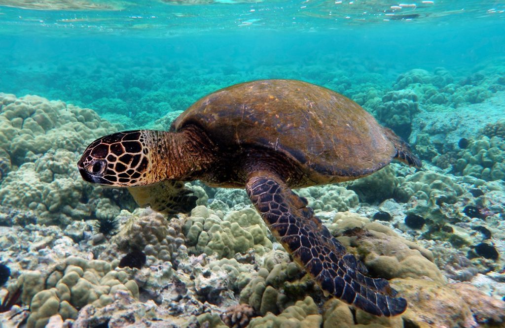 Baby Turtles at the Great Barrier Reef