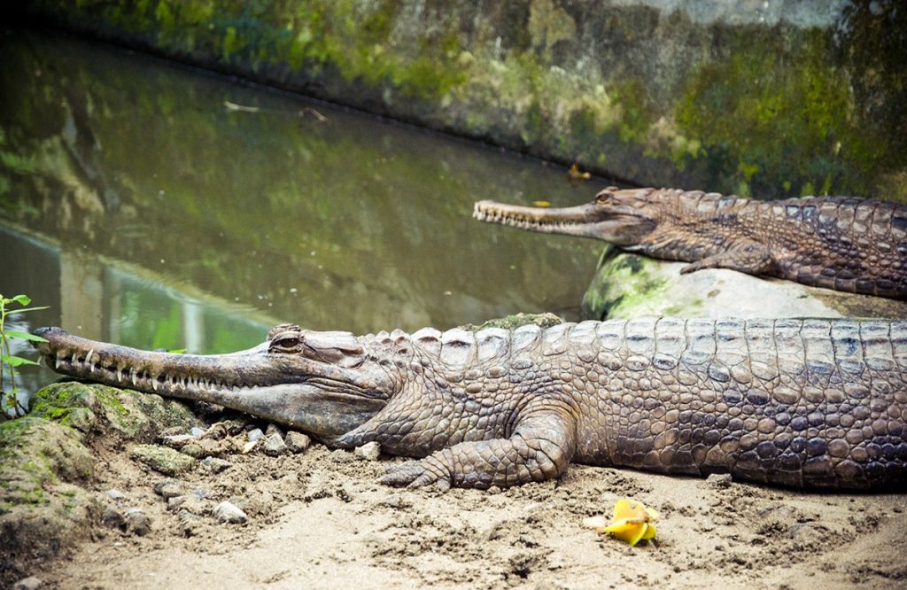 Crocodile Watching in Kakadu National Park