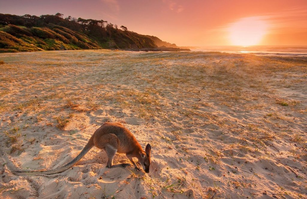 Kangaroos at Kangaroo Island