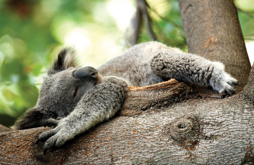 Koalas Australia Wildlife Experiences