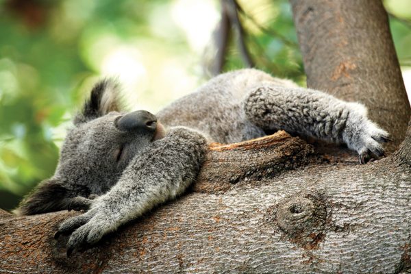 Koalas Australia Wildlife Experiences