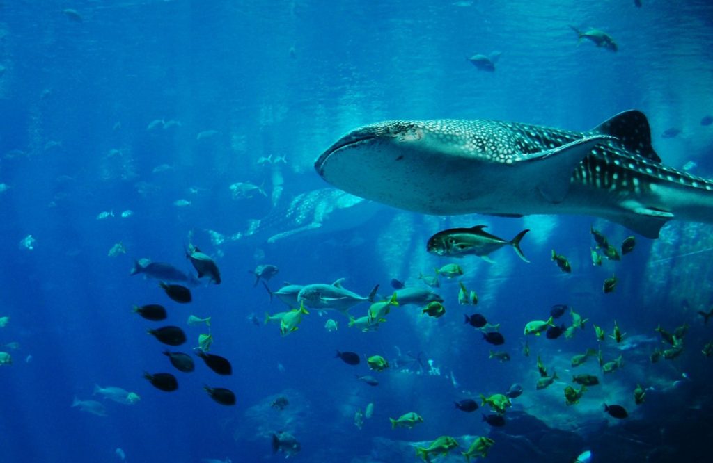 Whale Sharks