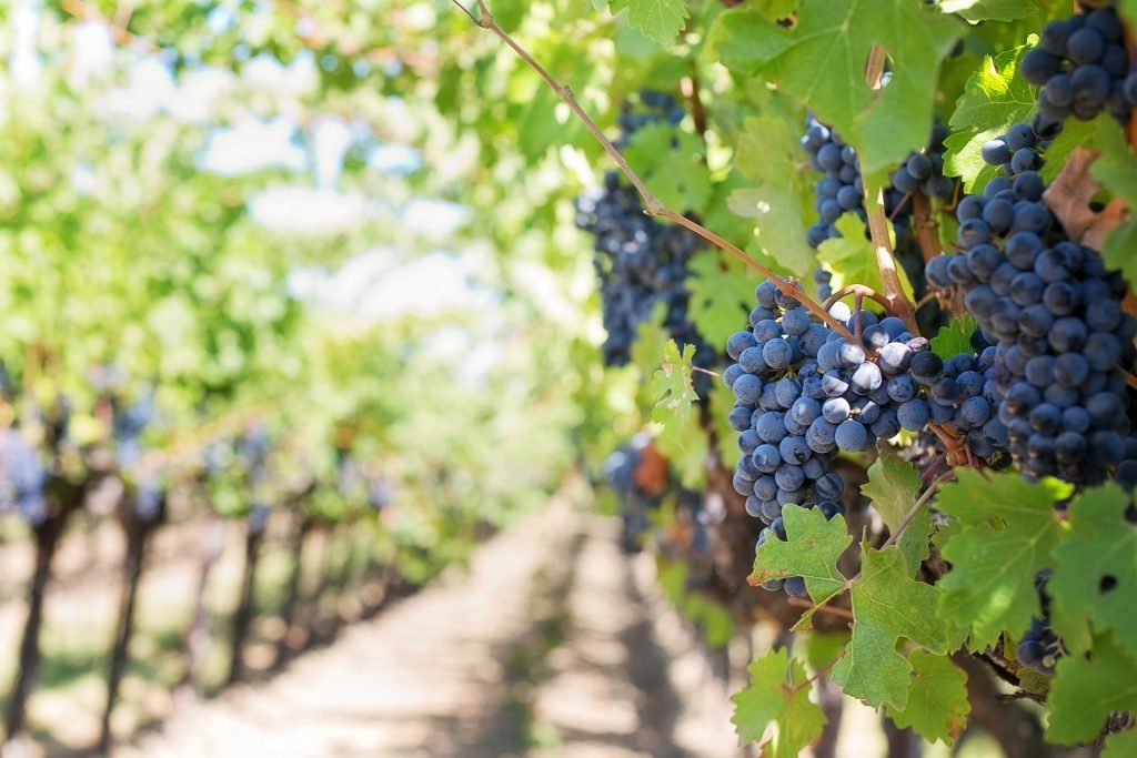 Purple Grapes