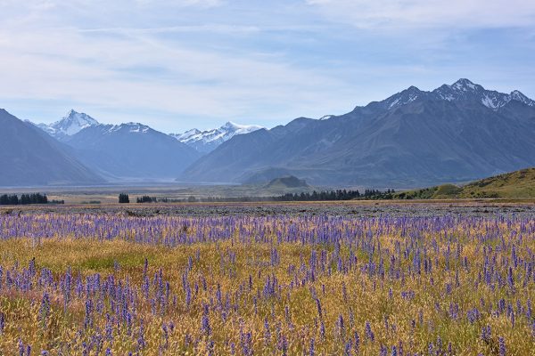 Canterbury Plains