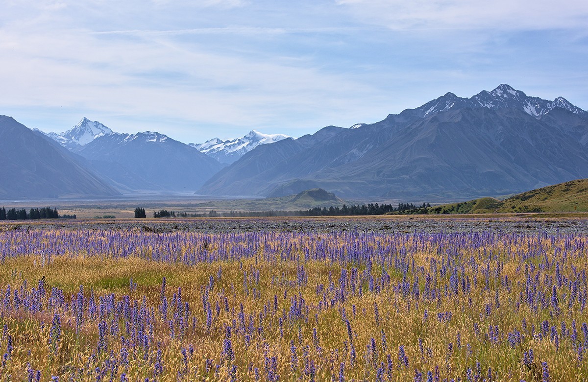 Canterbury Plains