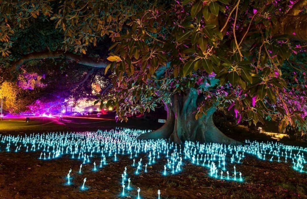 Vivid Sydney Light