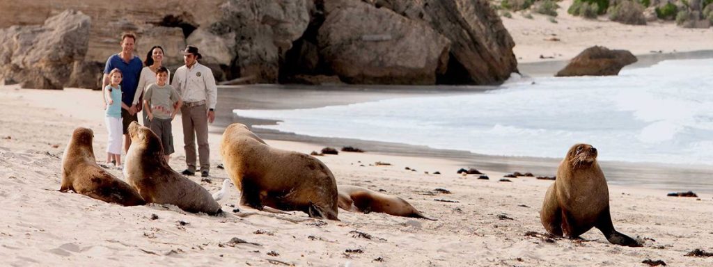 Seal Bay Ecotourism