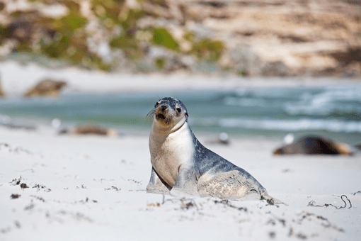 Seal Bay Sea Lions