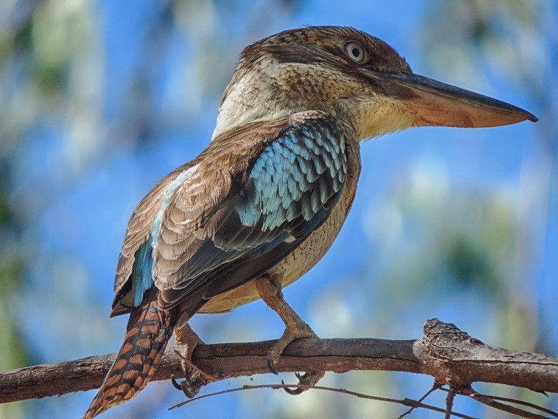 Bird in Australia