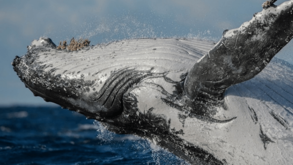 Whale Australia Wildlife