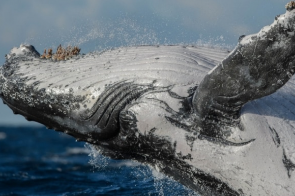 Whale Australia Wildlife