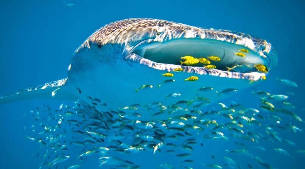 Whaleshark Australia