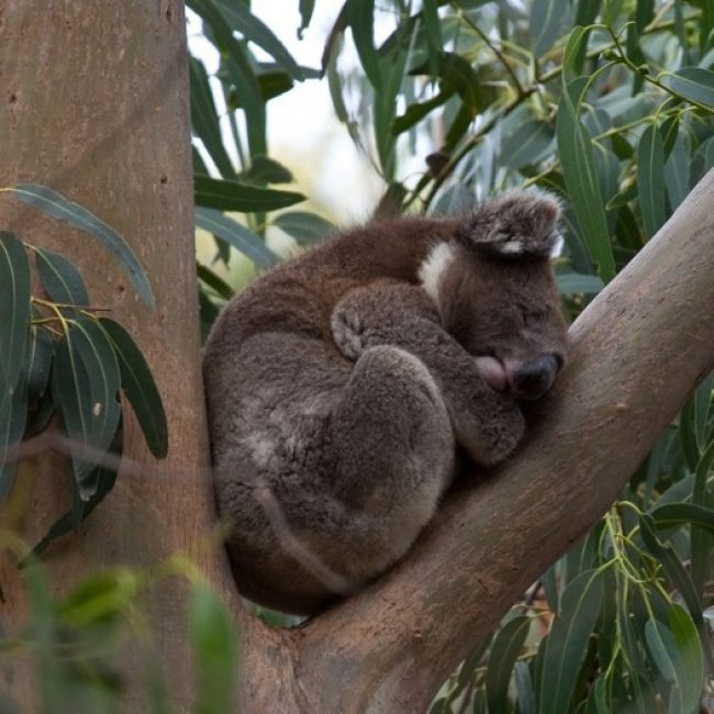 Koala Kangaroo Island