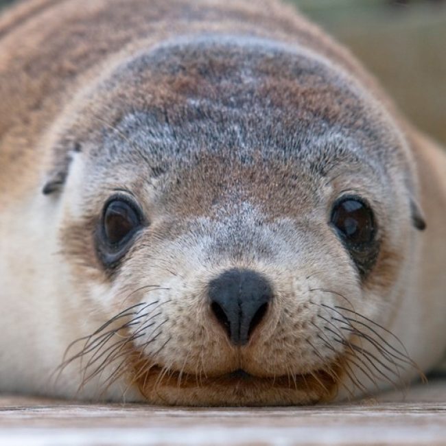 Sea Lion Seal Bay