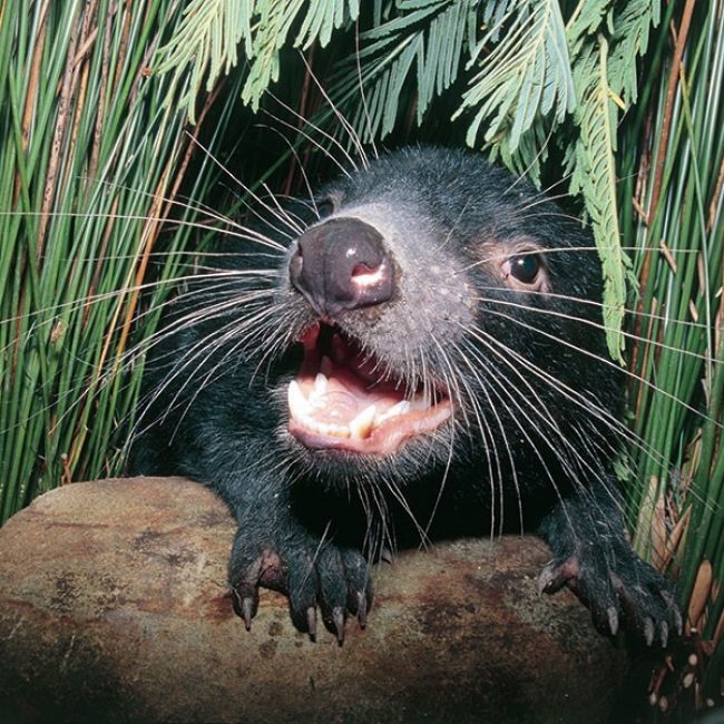 Tasmanian Devil Discover