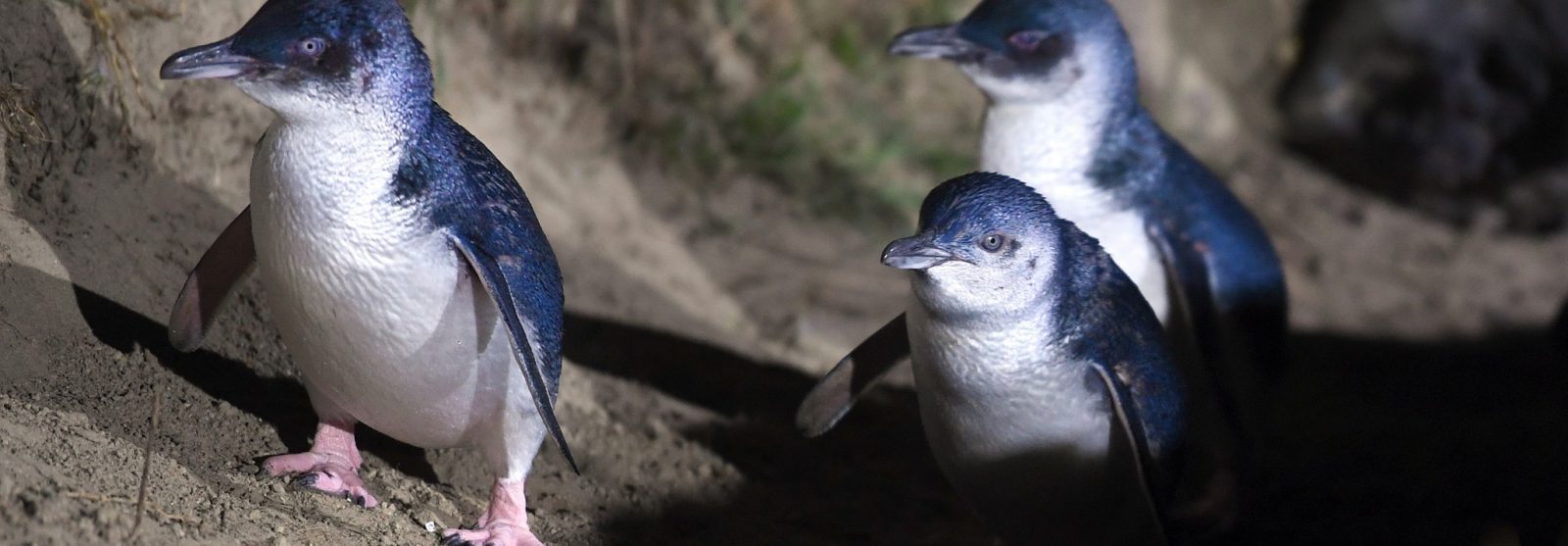 Blue Penguins Pukekura Little Blues Home