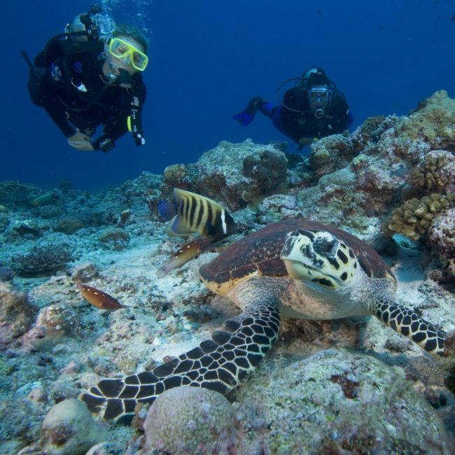 Divers and Turtle