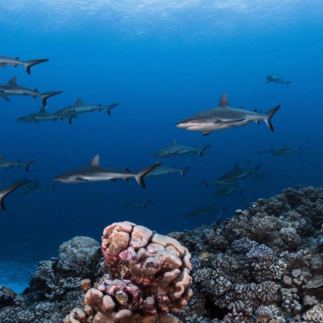 Rangiroa Diving with Sharks