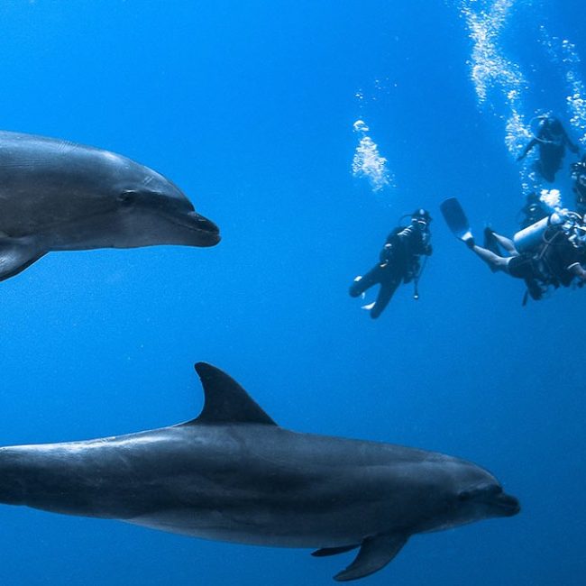 Rangiroa Dolphins