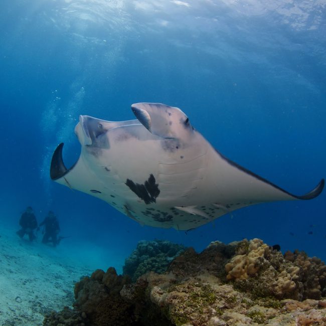 Rangiroa Manta Ray