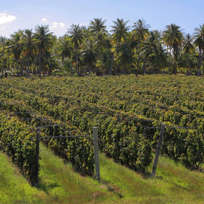 Rangiroa The Vin de Tahiti Winery