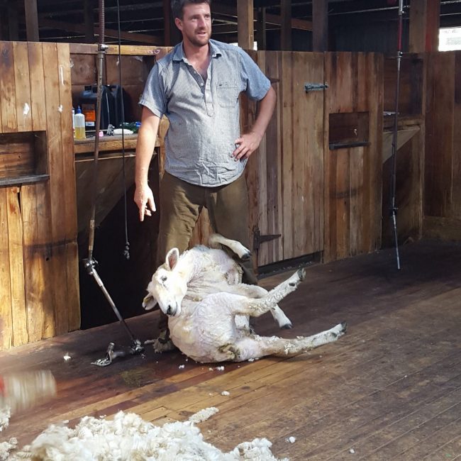 Wharekauhau Farm Tour