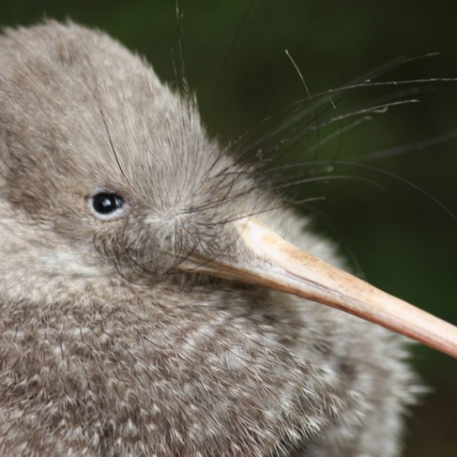 Zealandia Kiwi