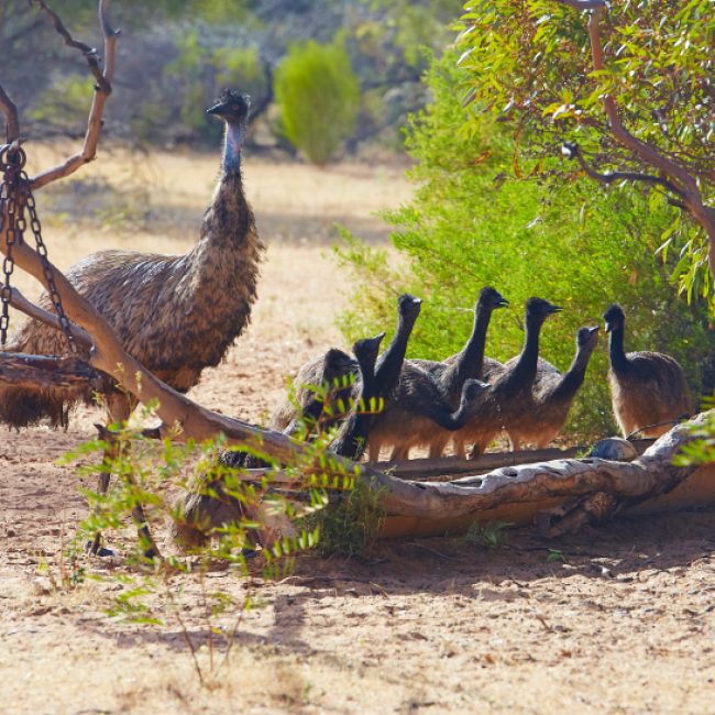 Emus