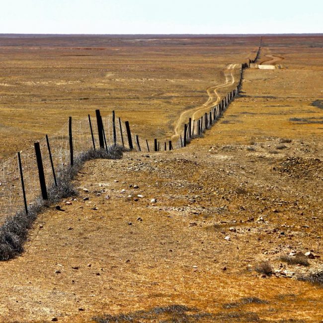 Coober Peddy_The Dog Fence