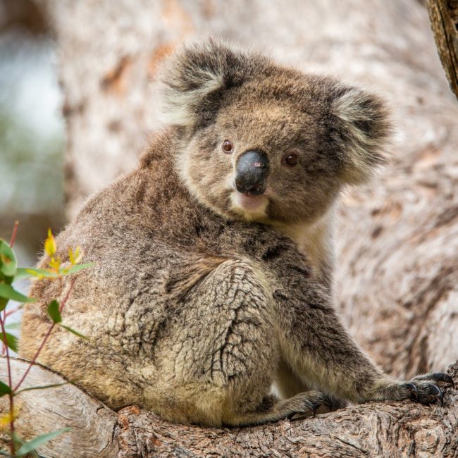 Koala Viewing at Mikkira Station