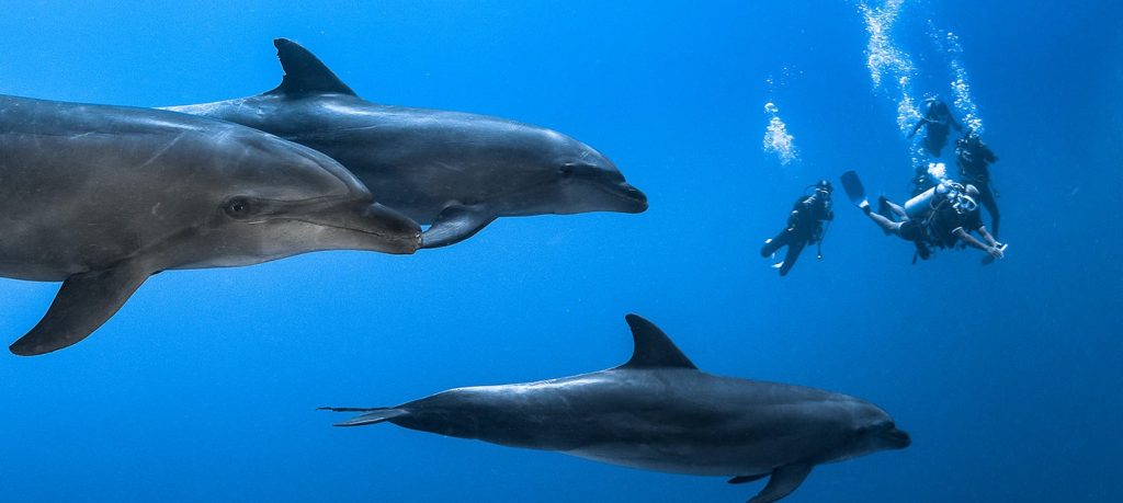 Plongee Rangiroa Dauphins