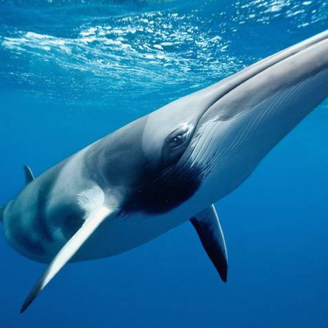 Minke Whale_1