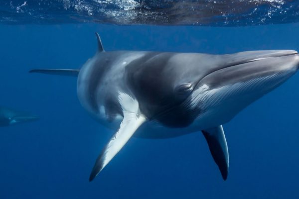 Dwarf Minke Whale