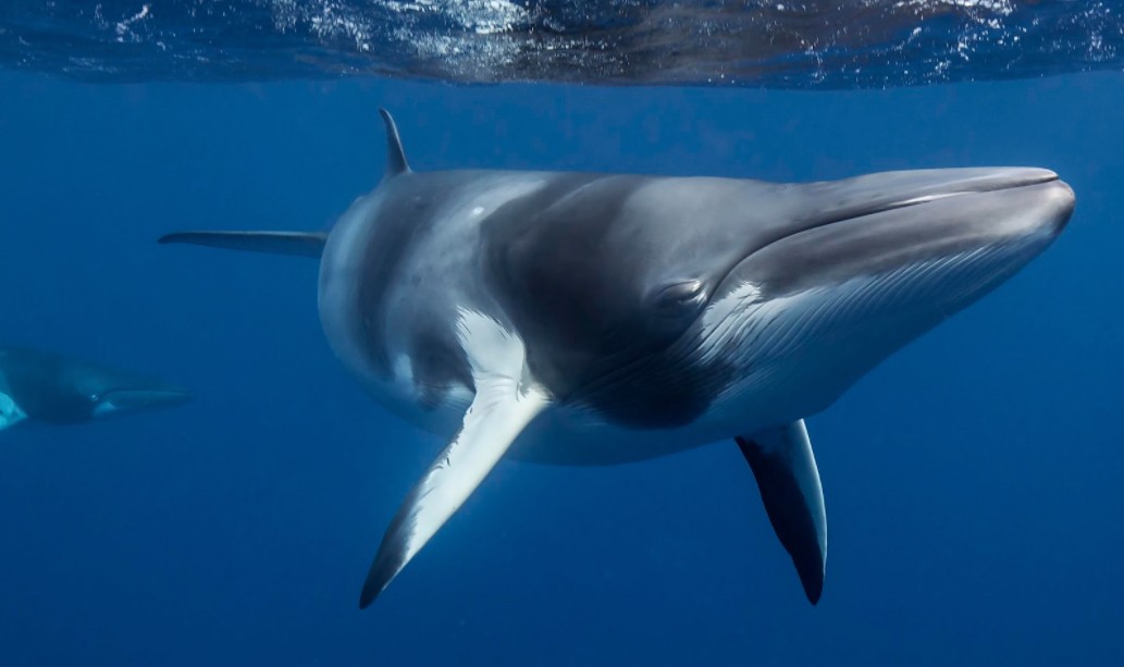 Dwarf Minke Whale