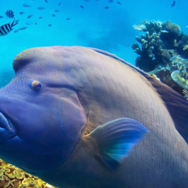 Coral-Garden_-Great-Barrier-Reef