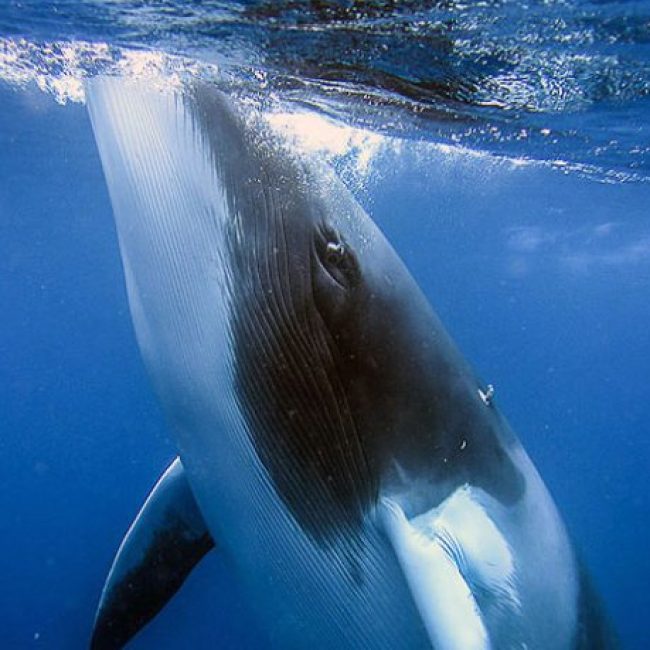 Dwarf-Minke-Whales_2