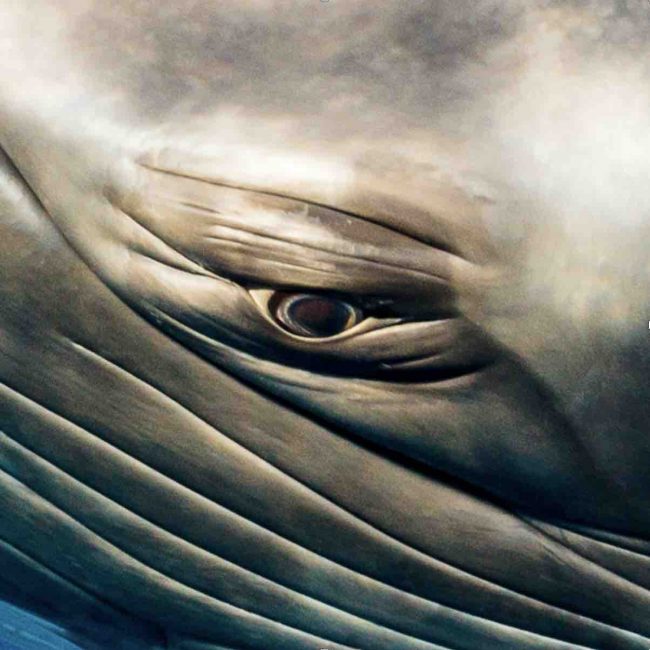 Dwarf-Minke-Whales_Eye-to-Eye-Encounter