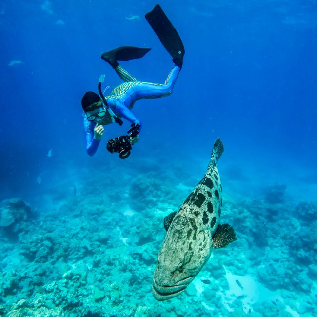 Lizard_Island_Snorkeling_Cod