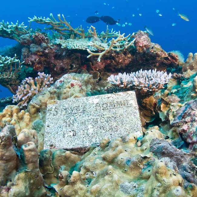 Steves-bommie-dive-site